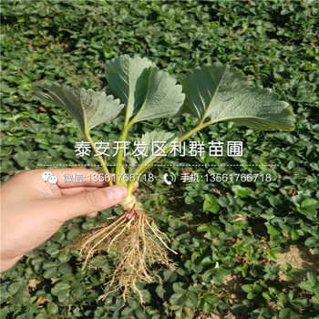 2019年出售草莓苗、2019年出售草莓苗報(bào)價(jià)及價(jià)格