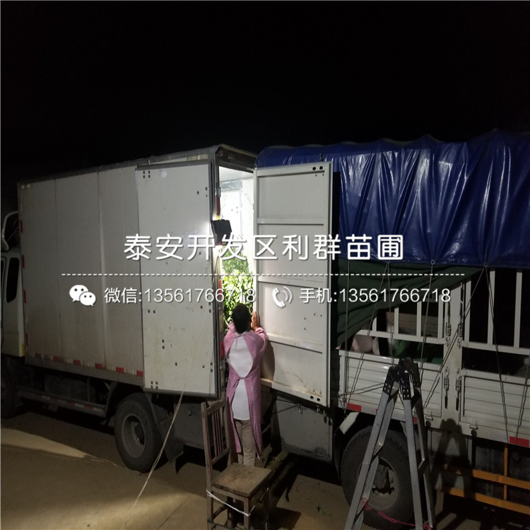 山東寧豐草莓苗、寧豐草莓苗多少錢(qián)一株