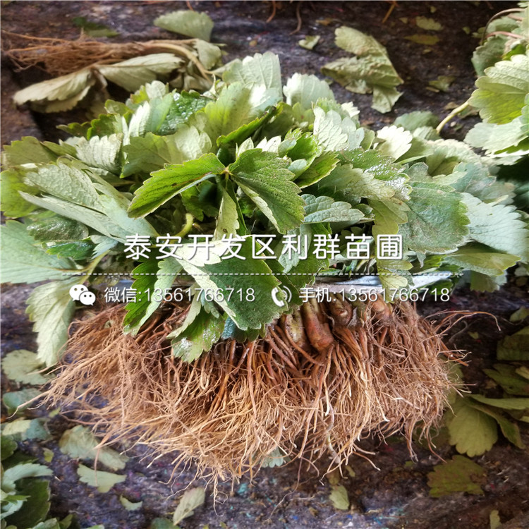 2019年大棚草莓苗、大棚草莓苗多少钱一株