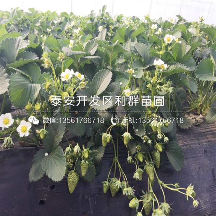 妙香草莓苗批發(fā)價(jià)格、2019年妙香草莓苗價(jià)格