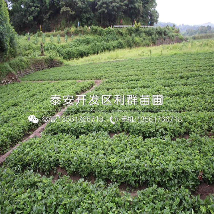 菠萝莓草莓苗批发、2019年菠萝莓草莓苗基地