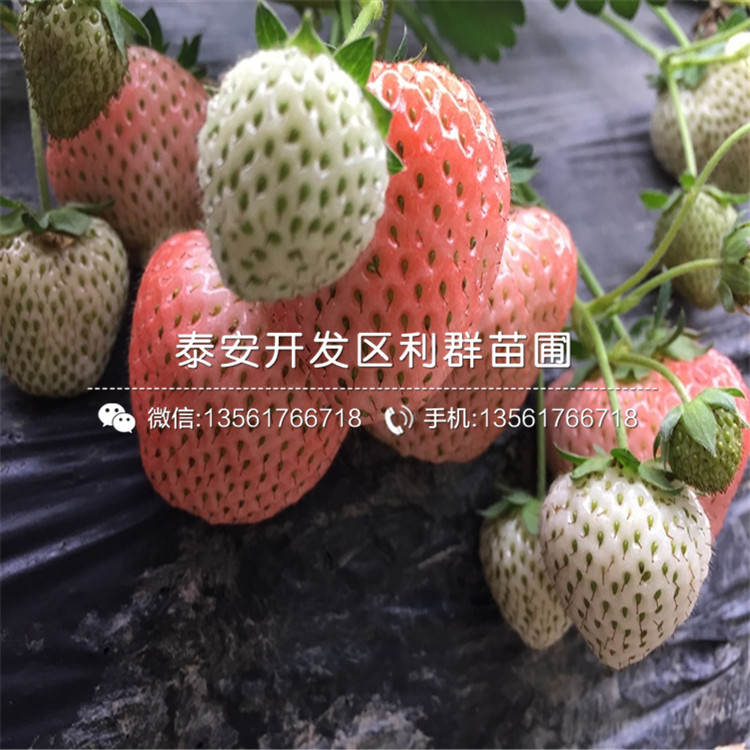 哪里有小白草莓苗批发、2019年小白草莓苗多少钱一棵