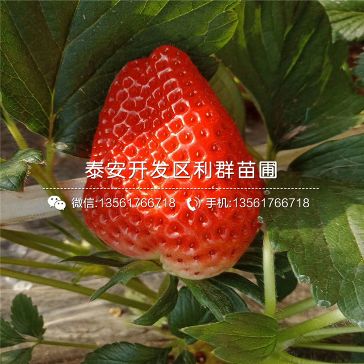 一棵日本淡雪草莓苗多少錢、2019年日本淡雪草莓苗價格