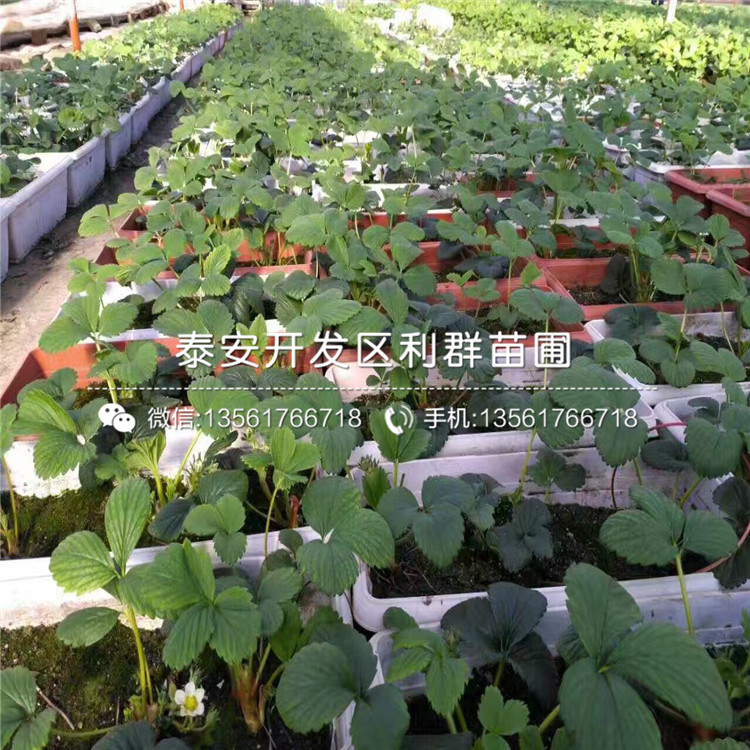 出售红玉草莓苗、红玉草莓苗价格是多少