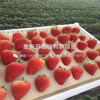白雪公主草莓苗價(jià)格、白雪公主草莓苗報(bào)價(jià)