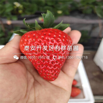 山东大棚草莓苗出售价格、山东大棚草莓苗出售基地