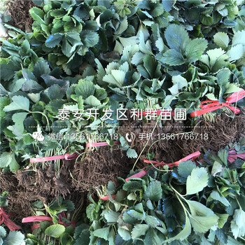 出售京郊小白草莓苗多少錢一棵