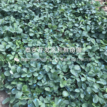 巧克力草莓苗價(jià)格、巧克力草莓苗報(bào)價(jià)多少
