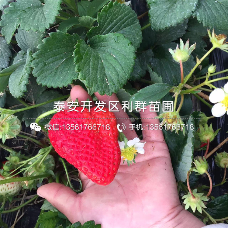 桃熏白草莓苗价格低