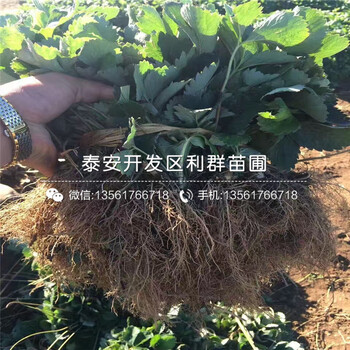 2019年小白草莓苗出售基地