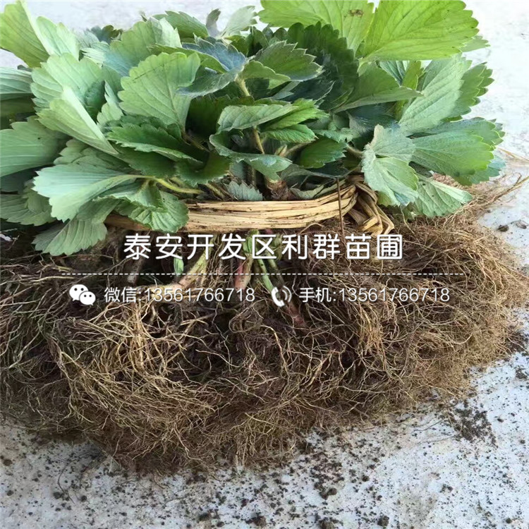 露天草莓苗多少钱一棵、露天草莓苗出售价格