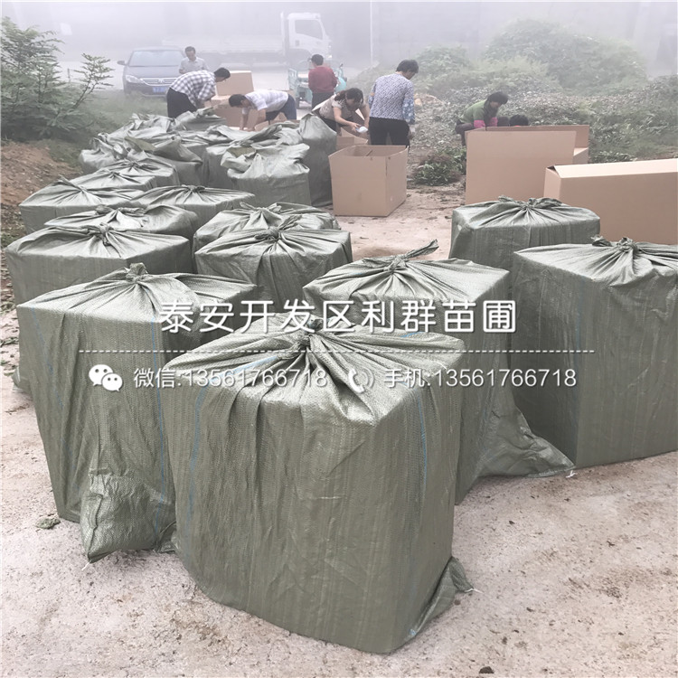 新品種拉松6號草莓苗、拉松6號草莓苗價格多少