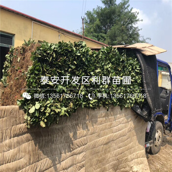 妙香七號草莓苗價格、妙香七號草莓苗價格及報價