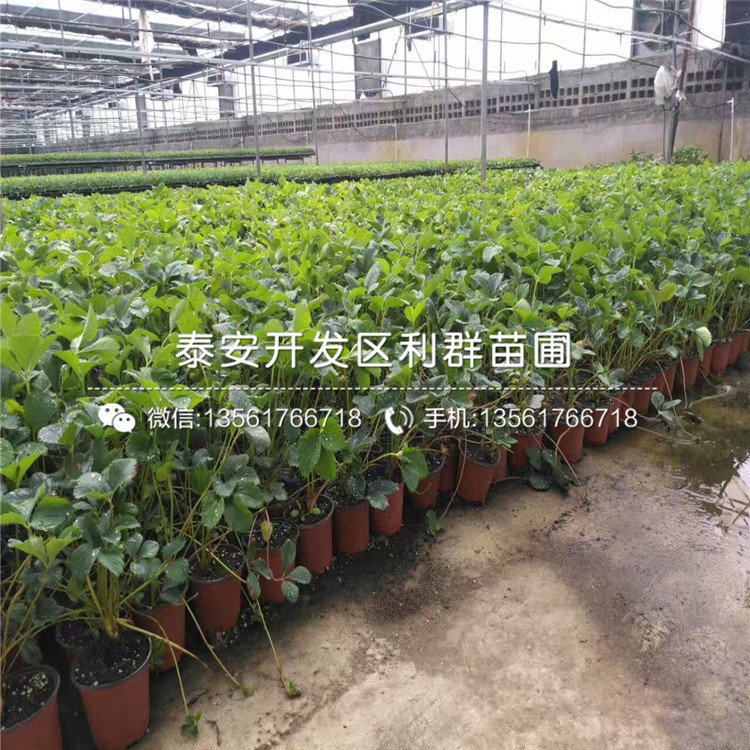 大白草莓苗品种简介、一棵大白草莓苗多少钱