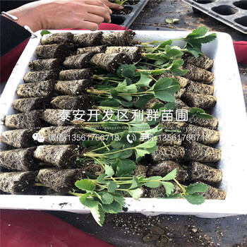 山東四季美德萊特草莓苗、山東四季美德萊特草莓苗出售價(jià)格