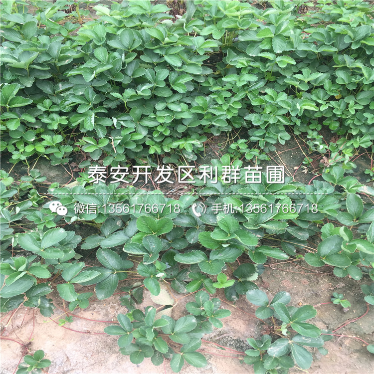 小白草莓苗销售价格、小白草莓苗销售基地