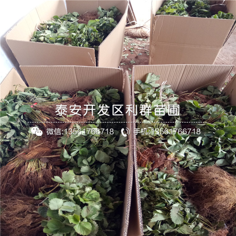 新品种京桃香草莓苗多少钱一棵