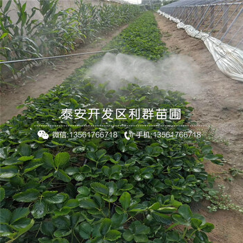 四季美德萊特草莓苗多少錢、2019年四季美德萊特草莓苗出售