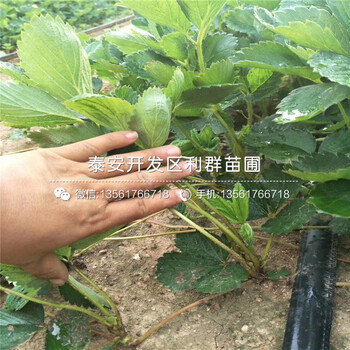 红玉草莓苗批发、2019年红玉草莓苗批发价格