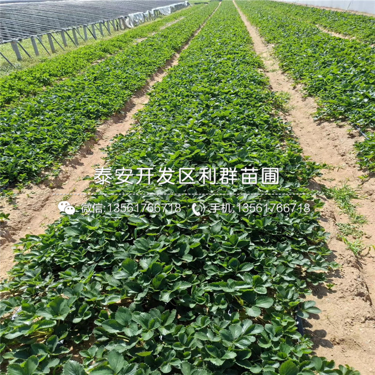 山东丰香草莓苗出售