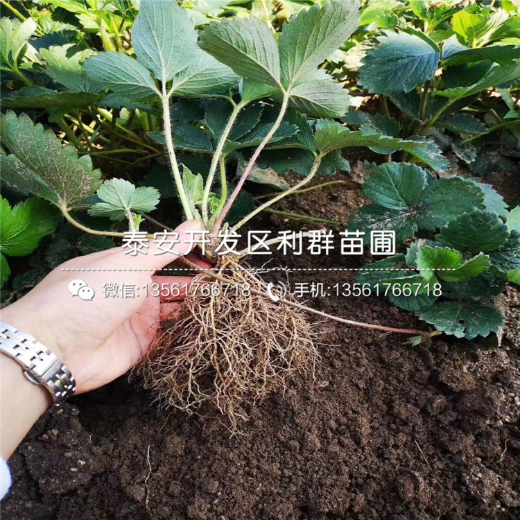 哪里有小白草莓苗批发、2019年小白草莓苗多少钱一棵