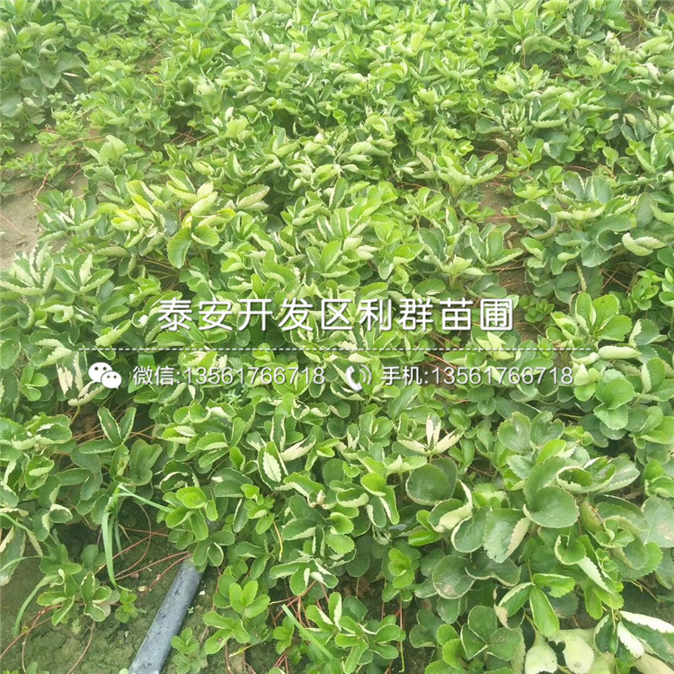 奶油草莓苗品種簡介、奶油草莓苗多少錢一棵