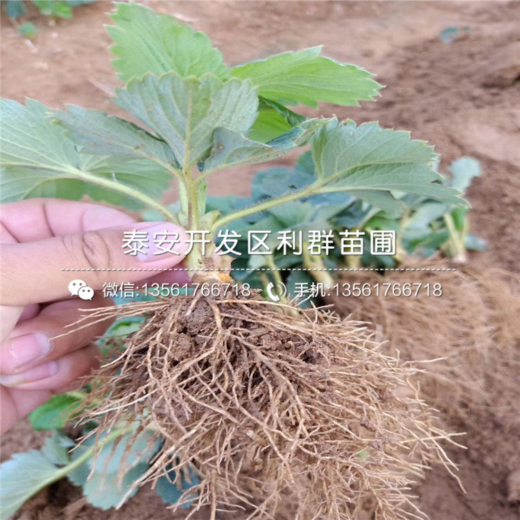 桃熏白草莓苗批發(fā)、桃熏白草莓苗價格多少