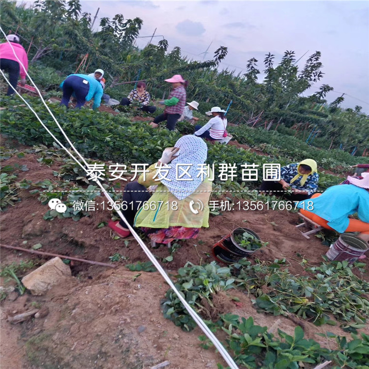 一棵牛奶草莓苗多少錢