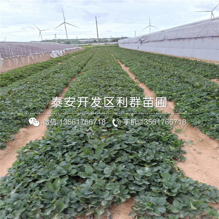 哪里有雪里香草莓苗、雪里香草莓苗多少钱一棵