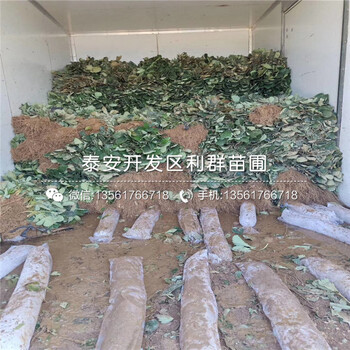 甜查理草莓苗上車價(jià)格