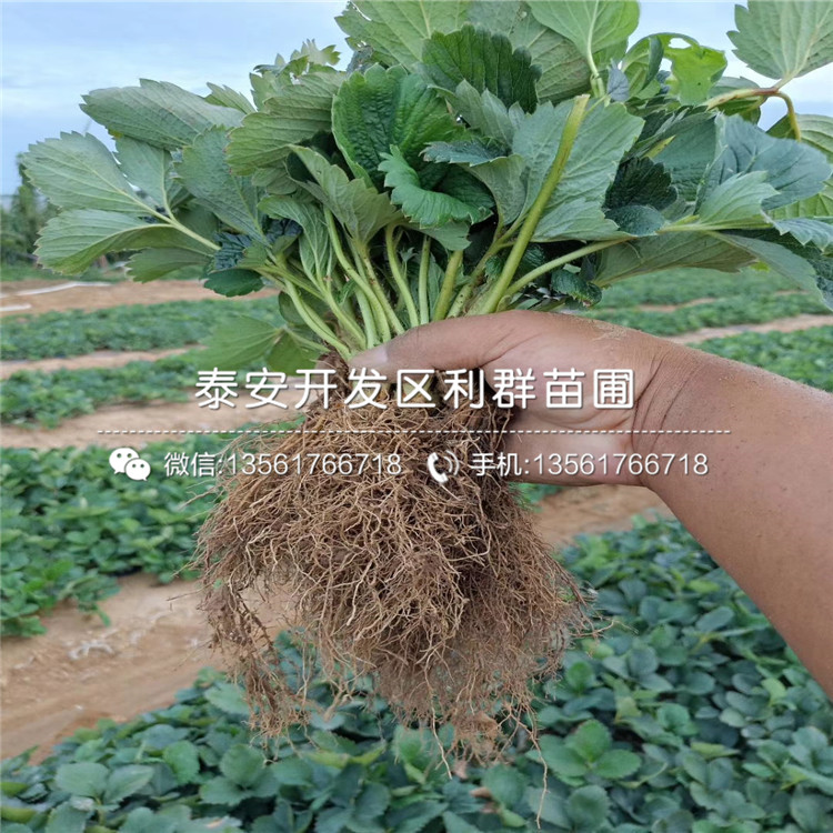 新品种京桃香草莓苗多少钱一棵