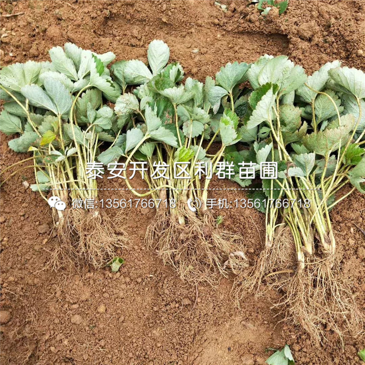 山東美十三草莓苗批發(fā)