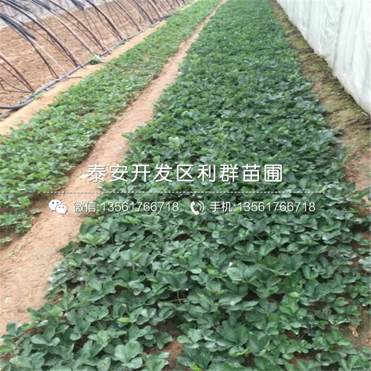 2019年出售草莓苗價(jià)格、出售草莓苗多少錢(qián)一棵