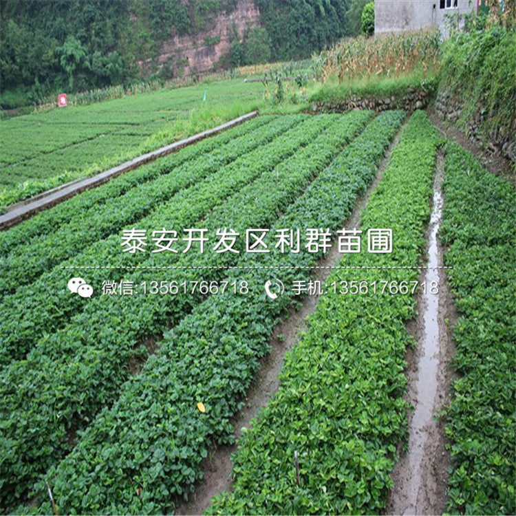 山东白色草莓苗什么价格