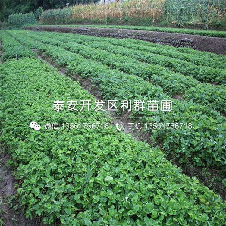 蒙特瑞草莓苗、2019年蒙特瑞草莓苗报价