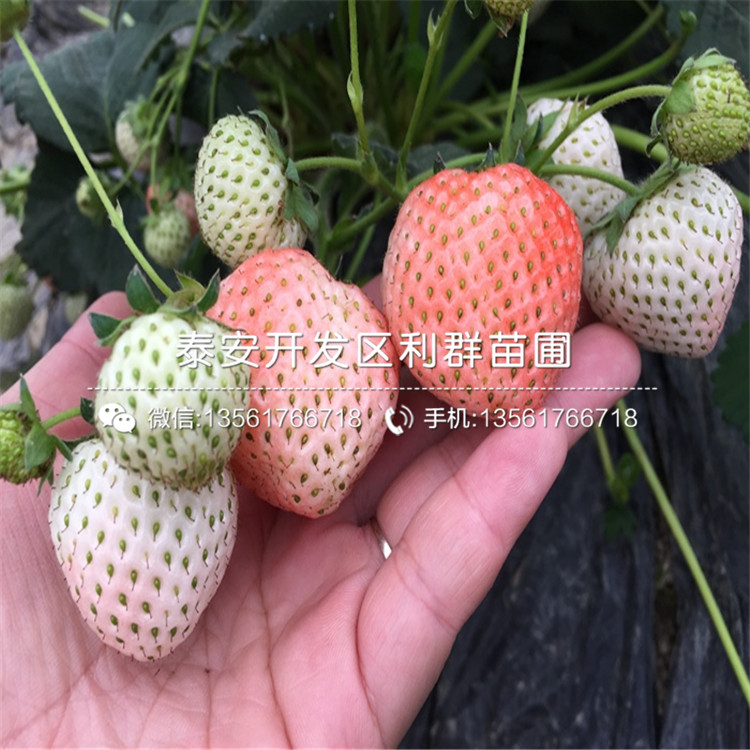 牛奶草莓苗、牛奶草莓苗多少钱