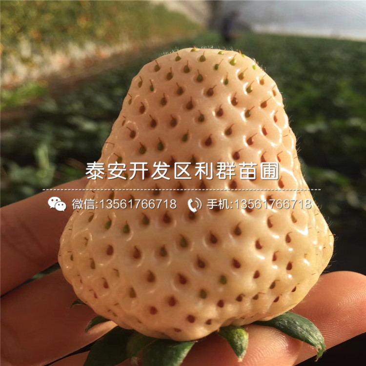 一棵桃熏白草莓苗多少钱