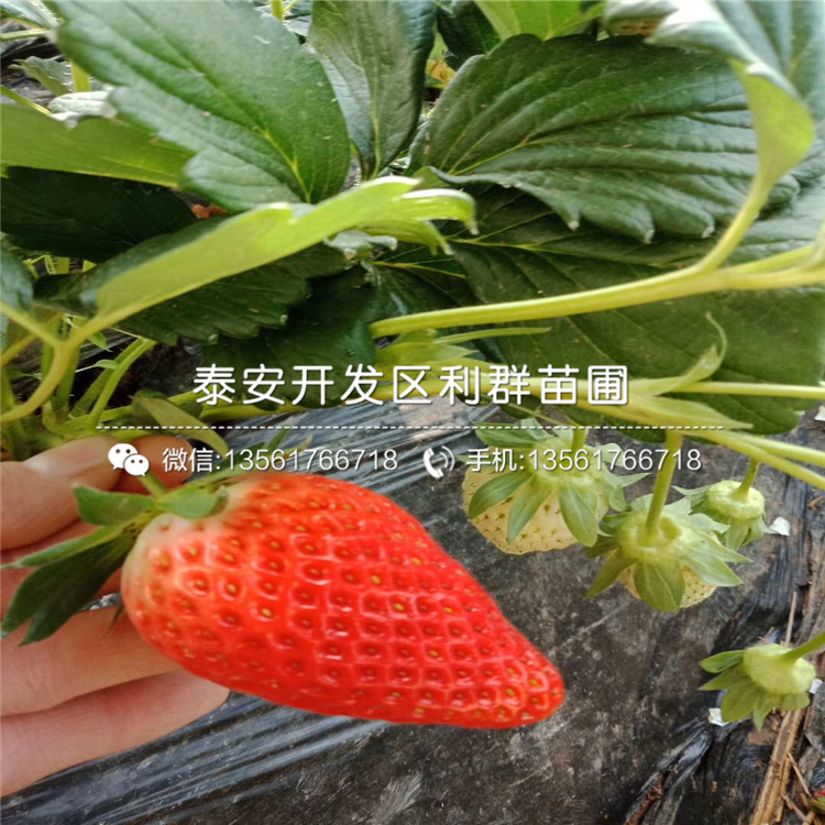 山東拉松6號草莓苗基地