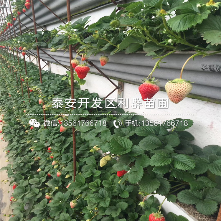 盆栽草莓苗、盆栽草莓苗多少钱