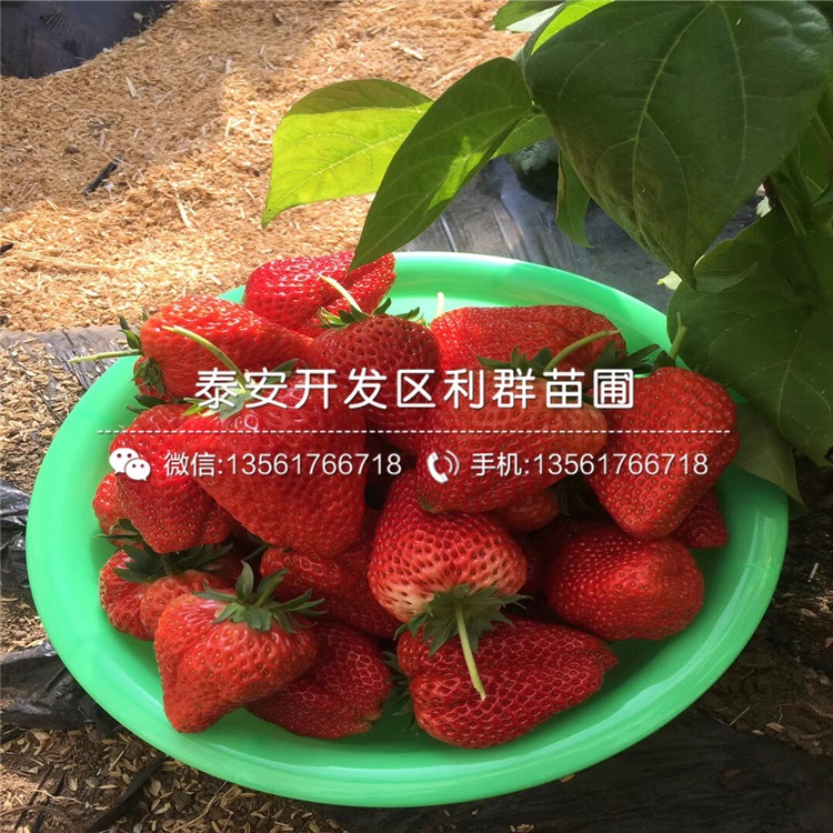 2019年盆栽草莓苗出售