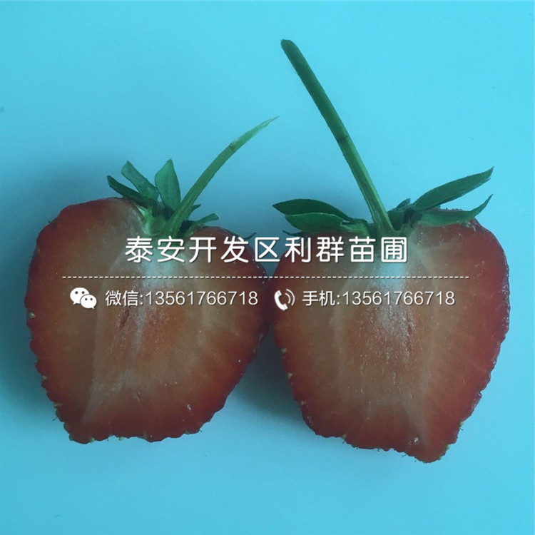出售草莓苗價(jià)格、2019年出售草莓苗多少錢