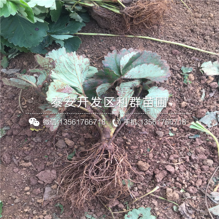 拉松6號草莓苗多少錢一棵、拉松6號草莓苗出售價格