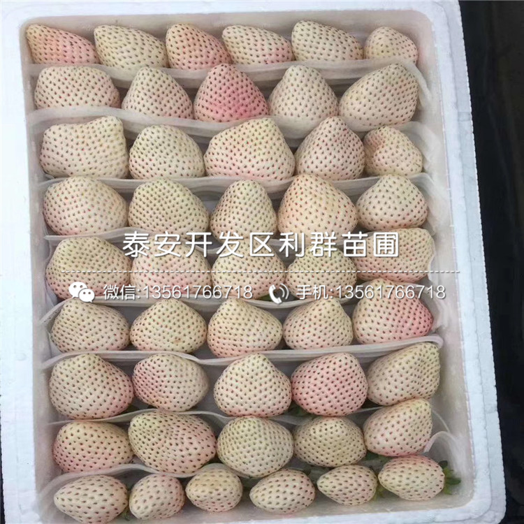 2019年草莓苗哪里便宜