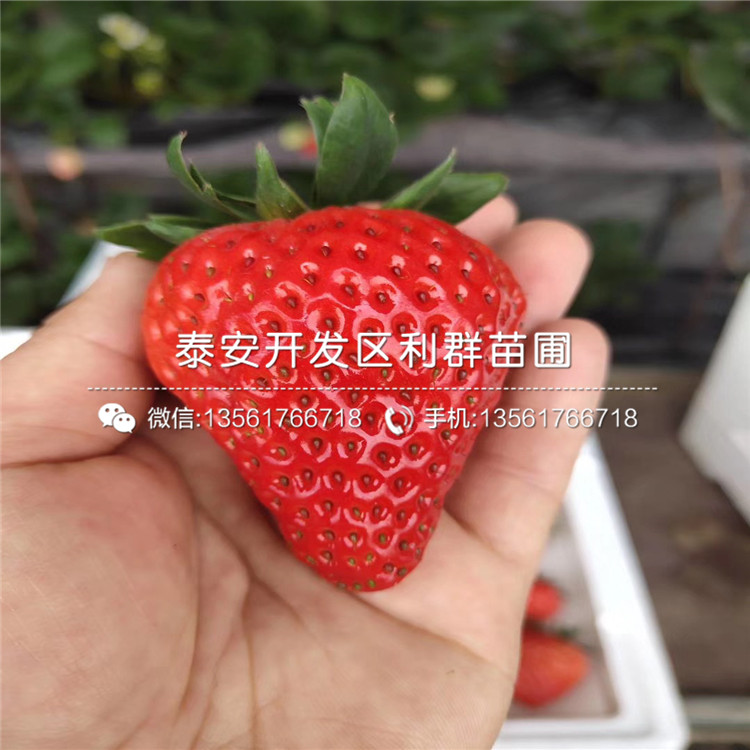 2019年拉松6號草莓苗批發(fā)
