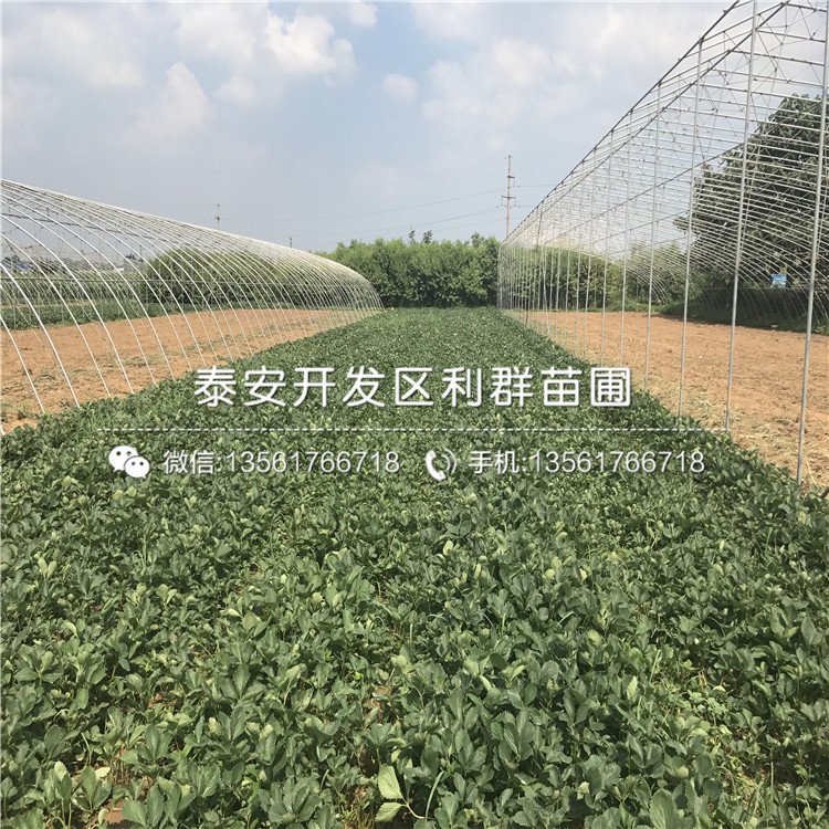 新品種草莓苗銷售價(jià)格