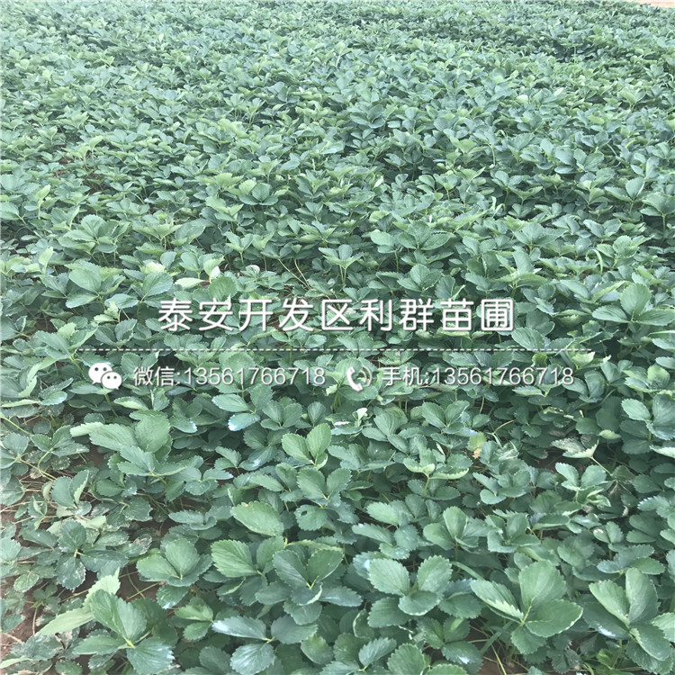 蒙特瑞草莓苗、蒙特瑞草莓苗报价及价格