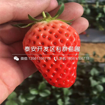 2019年红玉草莓苗价格多少
