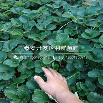 四季草莓苗品種介紹、2019年四季草莓苗價(jià)格