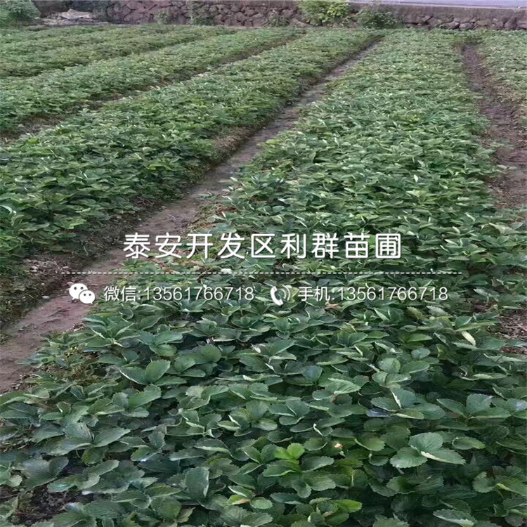 京桃香草莓苗销售基地