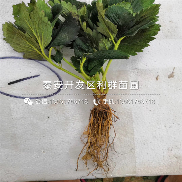 寧玉草莓苗出售、2019年寧玉草莓苗報(bào)價(jià)及價(jià)格